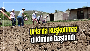Urla’da Kuşkonmaz dikimine başlandı