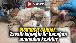 Vicdansız caniler... Zavallı köpeğin üç bacağını birden kestiler