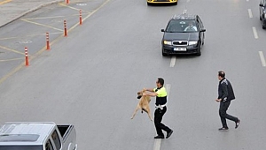 YARALI KÖPEĞİ YOLUN KARŞISINA GEÇİREN POLİSE ÖDÜL