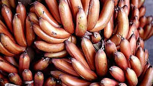 Aç Karna Yerseniz Bir Ayda 7 Kilo Verdiriyor!