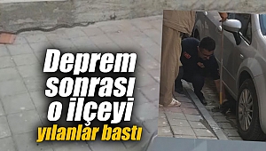 Deprem sonrası o ilçeyi yılanlar bastı