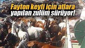 Fayton keyfi için atlara yapılan zulüm sürüyor!