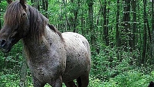Fotokapan ile yaban hayat ışık tutacak