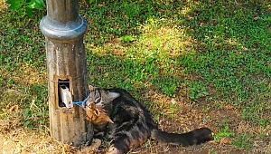 Resimdeki kedi poz vermiyor, çarpılıp kaldı