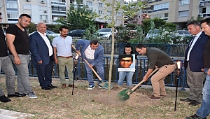 Sekiz fidana sekiz Çınar