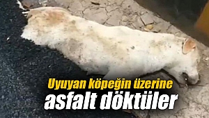 Uyuyan köpeğin üzerine asfalt döktüler