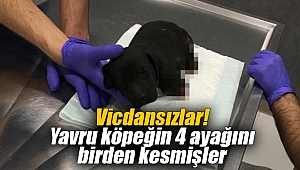 Vicdansızlar! Yavru köpeğin 4 ayağını birden kesmişler