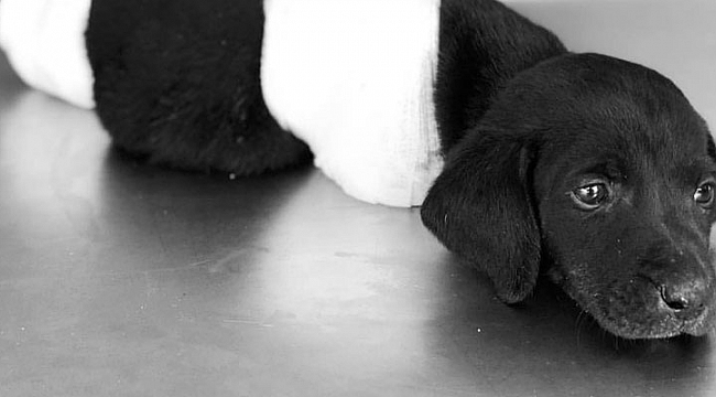 Yavru köpek vahşetinde flaş gelişme... Gözaltına alındı