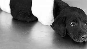 Yavru köpek vahşetinde flaş gelişme... Gözaltına alındı