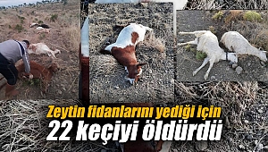 Zeytin fidanlarını yediği için 22 keçiyi öldürdü