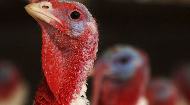 ABD'de çiğ hindi ürünlerinde Salmonella salgını