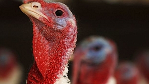 ABD'de çiğ hindi ürünlerinde Salmonella salgını