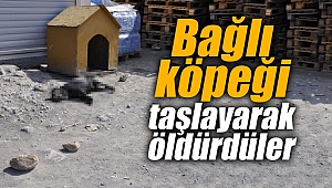Bağlı köpeği taşlayarak öldürdüler