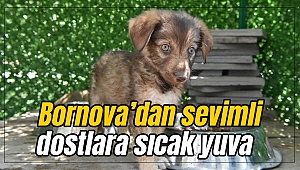 Bornova'dan sevimli dostlara sıcak yuva
