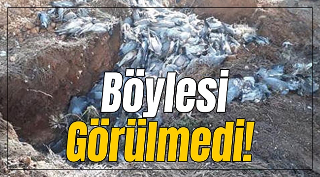 Görenler şok oldu!