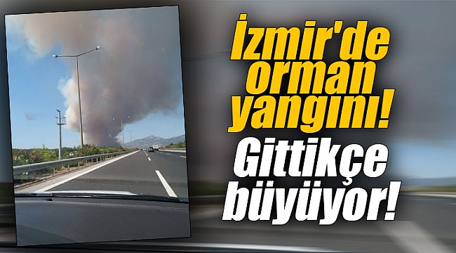 İzmir'de orman yangını! Gittikçe büyüyor!