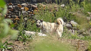 Kars'ta tilkinin ısırdığı köpek kuduz çıktı!