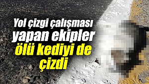 Yol çizgi çalışması yapan ekipler ölü kedinin üstünü de çizdi