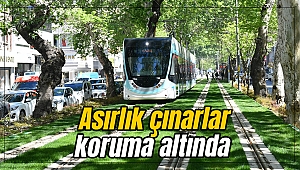asırlık çınarlar koruma altında