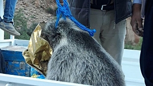 Ayı yavrusu kafasını tenekeye sıkıştırdı