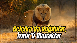 Belçika'da doğdular, İzmir'li olacaklar