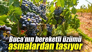 Buca’nın bereketli üzümü asmalardan taşıyor
