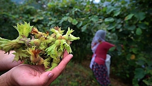 Fındık üreticisine hasat uyarısı
