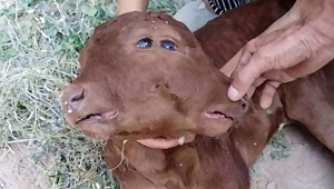 Gören şaştı kaldı… Dört gözü, iki yüzü var!