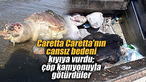 İzmir'de Caretta Caretta'nın cansız bedeni kıyıya vurdu; çöp kamyonuyla götürdüler