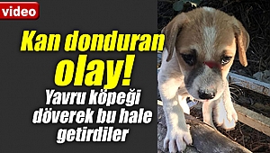Kan donduran olay! Yavru köpeği döverek bu hale getirdiler