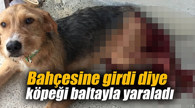 Köpeği baltayla yaraladı