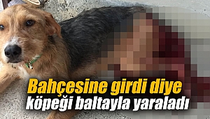Köpeği baltayla yaraladı