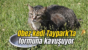 Obez kedi Taypark’ta formuna kavuşuyor