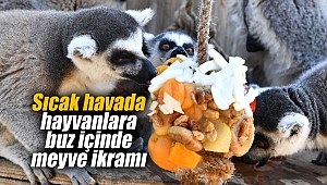 Sıcak havada hayvanlara buz içinde meyve ikramı