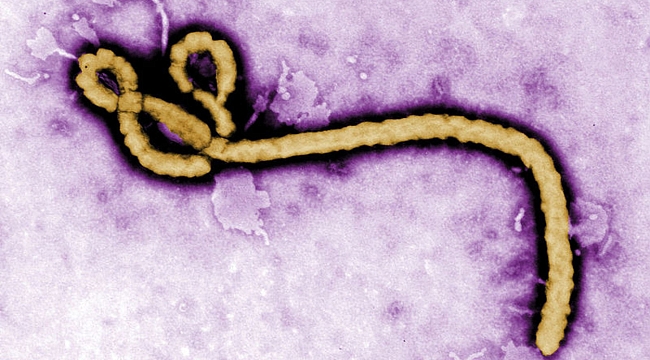 Sierra Leone'de yarasalarda yeni bir tür Ebola virüsüne rastlandı