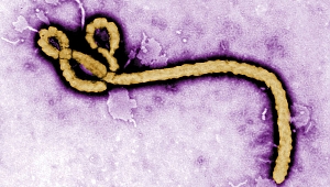 Sierra Leone'de yarasalarda yeni bir tür Ebola virüsüne rastlandı