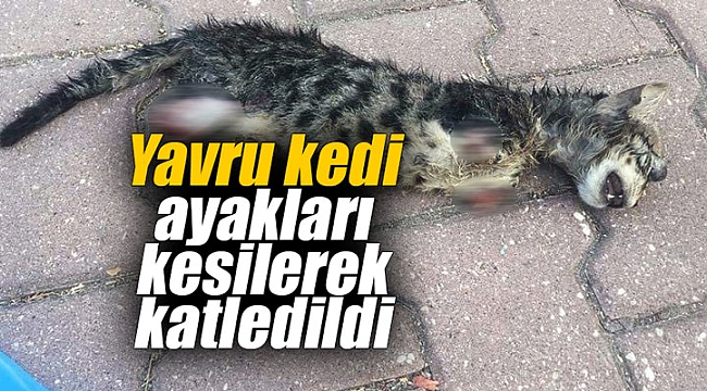 Yavru kedi ayakları kesilerek katledildi