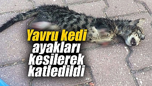 Yavru kedi ayakları kesilerek katledildi