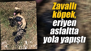 Zavallı köpek, eriyen asfaltta yola yapıştı