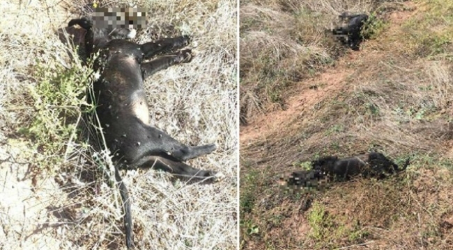 3 yavru köpeği tüfekle vurdular