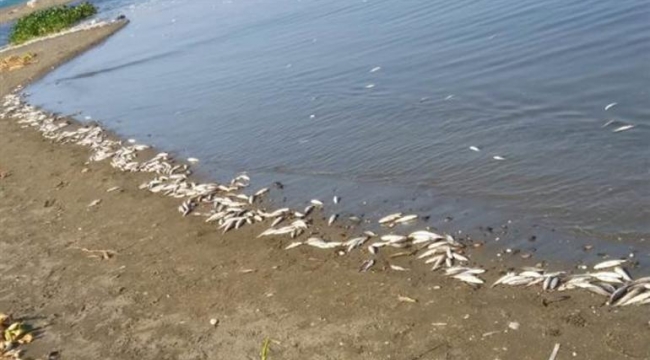 Binlerce ölü balık sahile vurdu