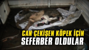Can çekişen köpek için seferber oldular