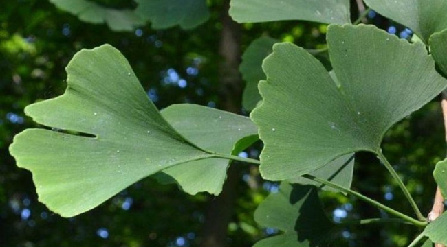 Ginkgo biloba nedir, Faydaları nelerdir?
