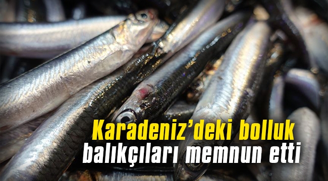 Karadeniz'deki bolluk balıkçıları memnun etti