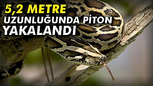 5,2 metre uzunluğunda piton yakalandı