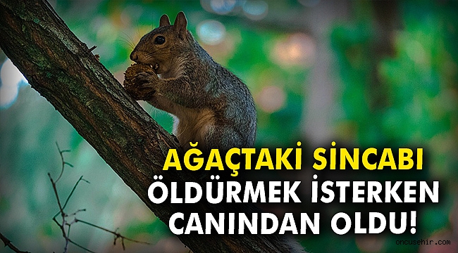 Ağaçtaki sincabı öldürmek isterken canından oldu
