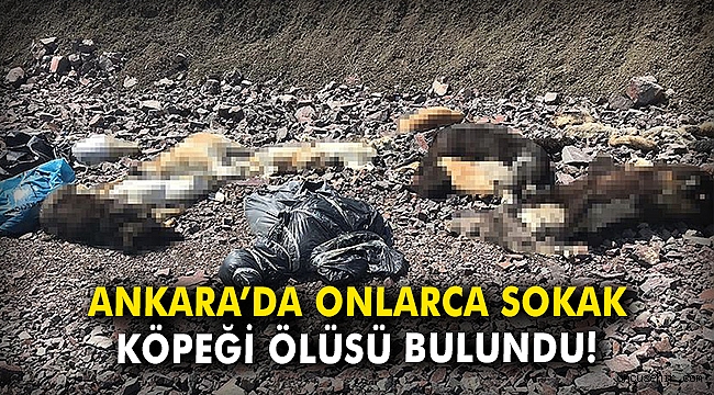 Ankara'da onlarca sokak köpeği ölüsü bulundu
