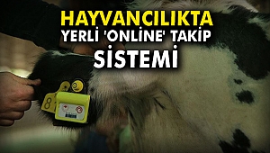 Hayvancılıkta yerli 'online' takip sistemi