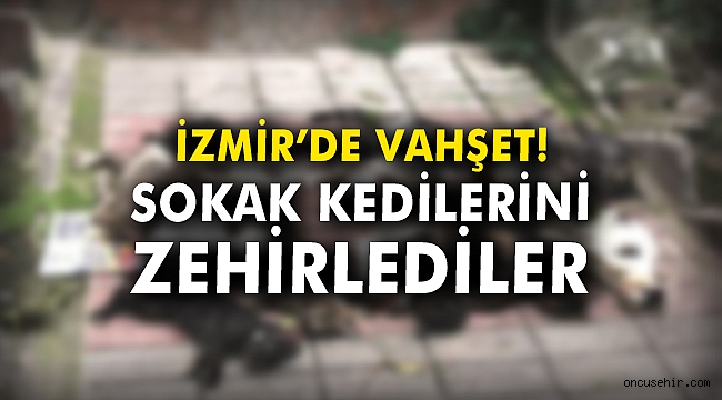 İzmir'de vahşet! Sokak kedilerini zehirlediler