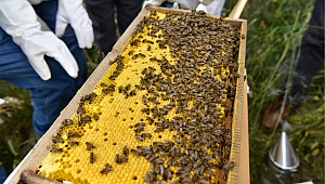 Bornova’da kaliteli bal üretmek için kollar sıvandı